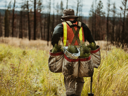 Best of the West: Replanting western forests; National Apprenticeship Week;...